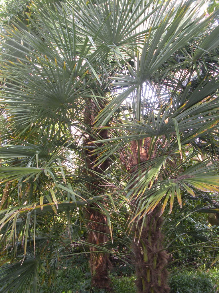 Trachycarpus Fortunei